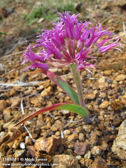 Coast Flatstem Onion