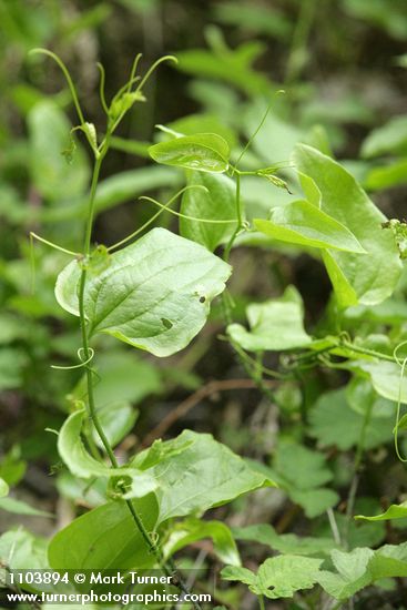 California Greenbrier foliage