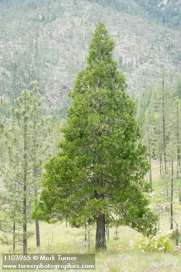 Incense Cedar