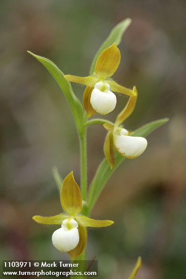 California Lady's-slipper 3 blossoms