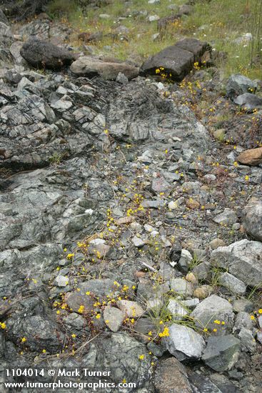 Common Monkeyflowers