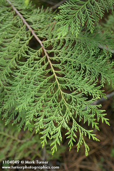 Port Orford Cedar foliage