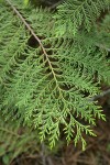 Port Orford Cedar foliage