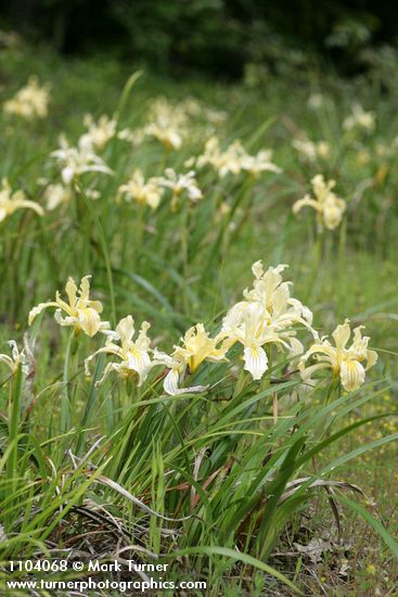 Siskiyou Iris