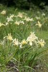 Siskiyou Iris