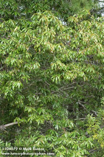 Golden Chinquapin