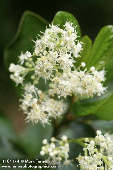 Ceanothus velutinus
