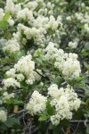 Snowbrush blossoms & foliage