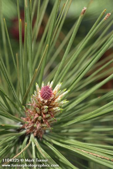 Ponderosa Pine young female cone, emerging foliage among mature needles