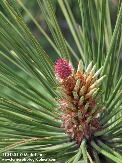 Ponderosa Pine young female cone, emerging foliage among mature needles