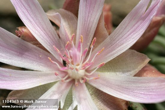 Lewisia rediviva
