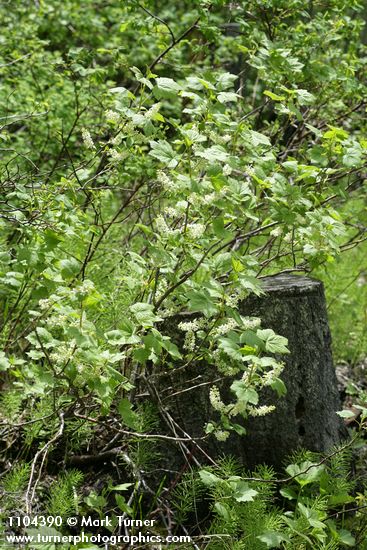 Northern Black Currant