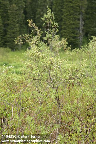 Geyer Willow (female)
