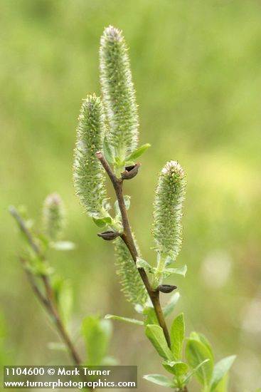 Undergreen Willow female aments