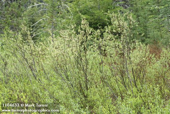 Geyer Willow (male)