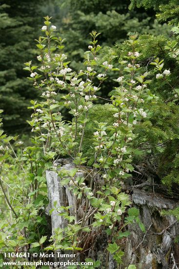 Highbush Cranberry
