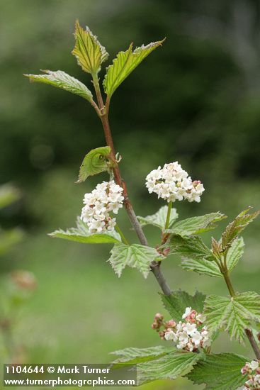 Highbush Cranberry blossoms & foliage