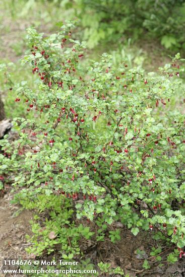Fuchsia-flowered Gooseberry