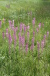 Eephant's Head Lousewort