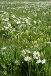 White Mule's Ears w/ Cusick's Paintbrush