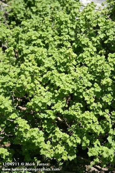 Spiny Gooseberry