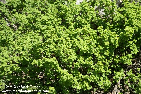 Spiny Gooseberry
