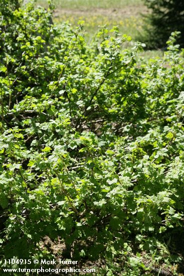 Spiny Gooseberry