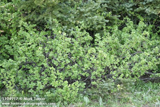 Spiny Gooseberry