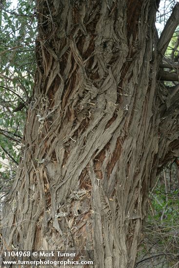 Russian Olive bark