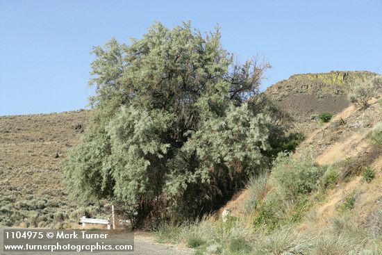 Russian Olive