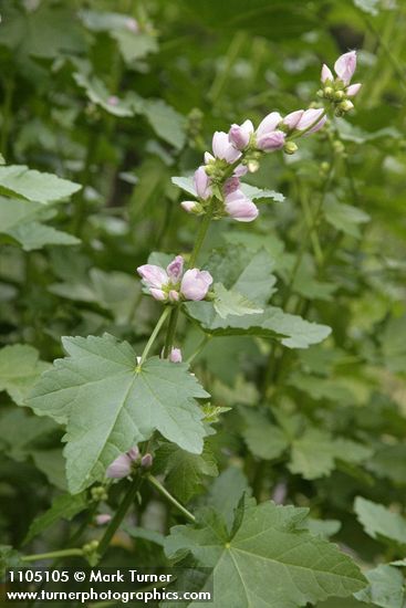 Iliamna rivularis