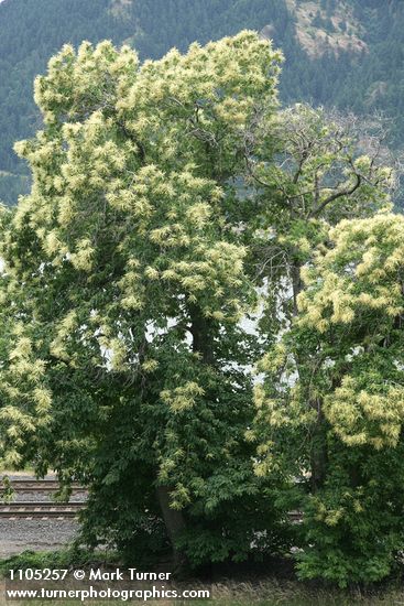 American Chestnut