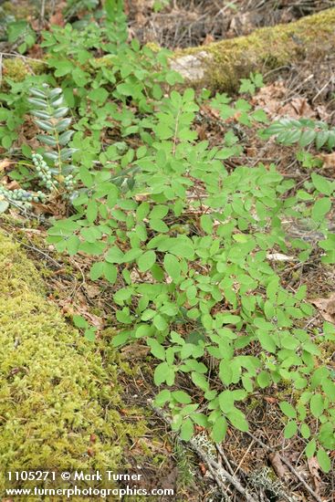 Creeping Snowberry