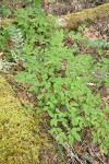Creeping Snowberry