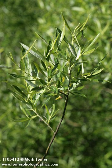 Lemmon's Willow foliage