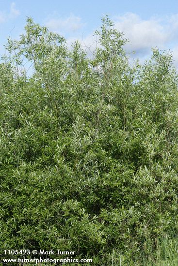 Lemmon's Willow