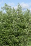 Lemmon's Willow