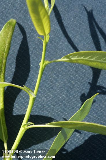 Lemmon's Willow stipules & petioles detail