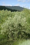 Geyer Willow
