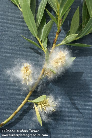 Booth's Willow mature female aments detail