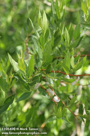 Onecolor Willow foliage & mature male aments