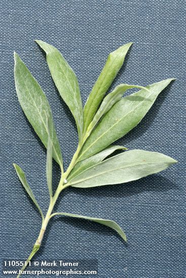 Geyer Willow foliage detail