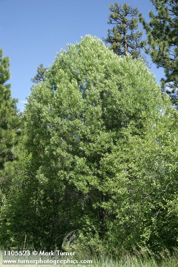 Greenleaf Willow