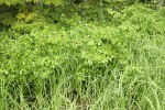 Diamondleaf Willow