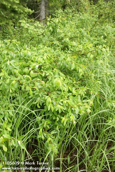 Diamondleaf Willow