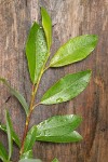Diamondleaf Willow foliage detail