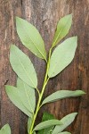 Diamondleaf Willow foliage underside detail