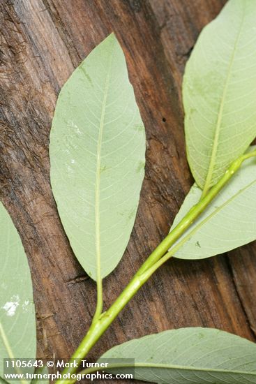 Diamondleaf Willow foliage underside detail