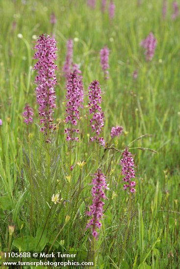Elephant's Head Lousewort