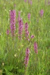 Elephant's Head Lousewort